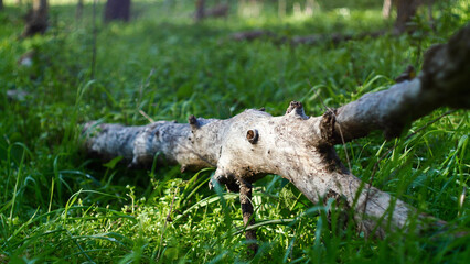 Close-up of a textured tree trunk in the nature of the south of France