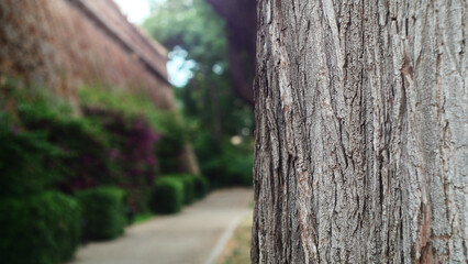 Close-up of a textured tree trunk in the nature of the south of France