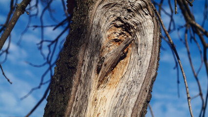 Close-up of a textured tree trunk in the nature of the south of France