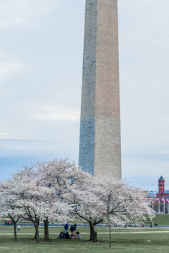View of cherry blossoms in full bloom frame the stoic Washington Monument under a pale sky, a timeless scene of spring, Washington D.C., district of columbia, USA.