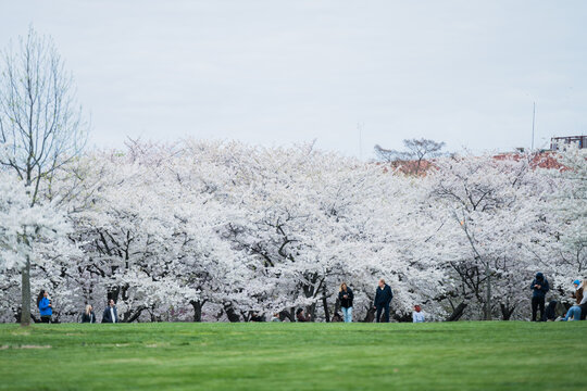 View of cherry blossoms in full bloom contrasting against the green grass, with people enjoying the serene scene, Washington D.C., District of Columbia, USA.