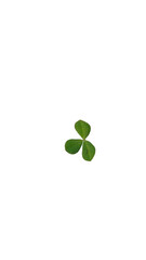 Vibrant Green Three-Leaf Clover or Shamrock Plant Isolated on a Deep Black Background for Concepts of Nature, Luck, and St. Patrick's Day.