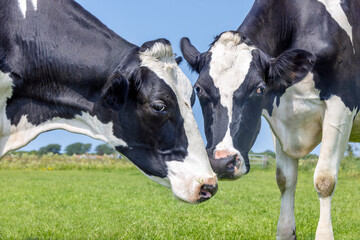 Two cows heads playful, cuddling or mating, black and white, green field and blue sky