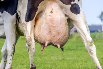 Cow udder and teat close up, soft pink and large veins, big udders full of milk