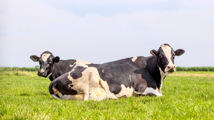 Two cows lying down in the grass, peekaboo, black and white, blue sky