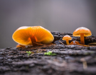 Fotografia leśna, Krajobraz leśny, Drzewa, mech, grzyby, liście, woda, skały, mgła, natura, las © Adrian Jaśpiński