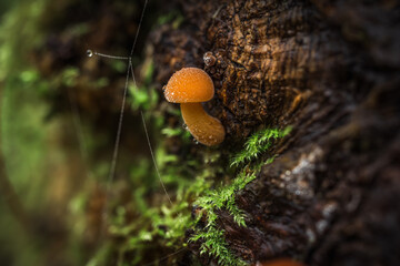 Fotografia leśna, Krajobraz leśny, Drzewa, mech, grzyby, liście, woda, skały, mgła, natura, las © Adrian Jaśpiński