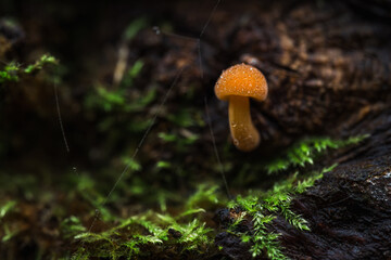 Fotografia leśna, Krajobraz leśny, Drzewa, mech, grzyby, liście, woda, skały, mgła, natura, las © Adrian Jaśpiński