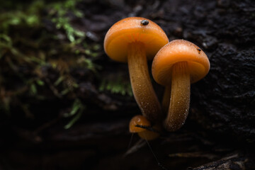 Fotografia leśna, Krajobraz leśny, Drzewa, mech, grzyby, liście, woda, skały, mgła, natura, las © Adrian Jaśpiński
