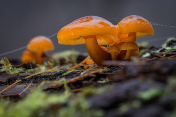 Fotografia leśna, Krajobraz leśny, Drzewa, mech, grzyby, liście, woda, skały, mgła, natura, las © Adrian Jaśpiński