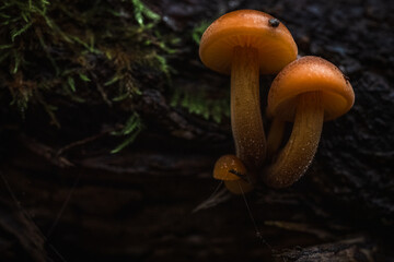 Fotografia leśna, Krajobraz leśny, Drzewa, mech, grzyby, liście, woda, skały, mgła, natura, las © Adrian Jaśpiński