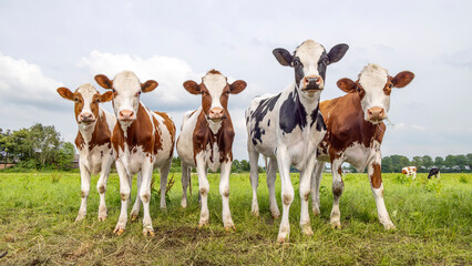 Group of young cows in a field, happy and joyful and a blue cloudy sky