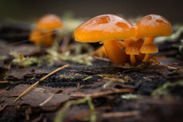 Fotografia leśna, Krajobraz leśny, Drzewa, mech, grzyby, liście, woda, skały, mgła, natura, las © Adrian Jaśpiński
