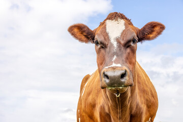 Brown cow, beef and dairy, medium head shot, looking at camera