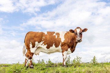 Mature cow, side view full udder, in a field and a blue sky