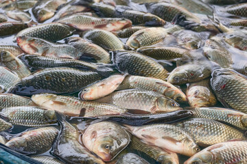 Good catch.Fresh river fish crucian carp on counter at market