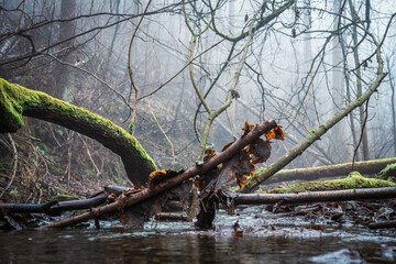 Fotografia leśna, Krajobraz leśny, Drzewa, mech, grzyby, liście, woda, skały, mgła, natura, las © Adrian Jaśpiński