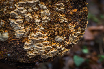 Fotografia leśna, Krajobraz leśny, Drzewa, mech, grzyby, liście, woda, skały, mgła, natura, las © Adrian Jaśpiński