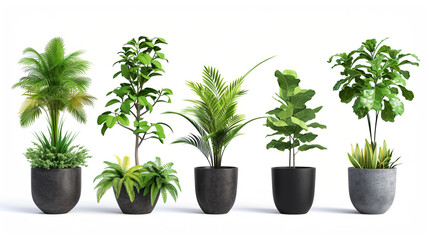Obraz premium A collection of five potted plants with various leaf shapes on a white background