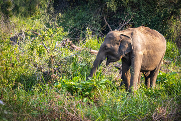Fototapeta premium elephants, indian elephants, minneriya national park, minneriya, sri lanka, ceylon, safari, wildlife