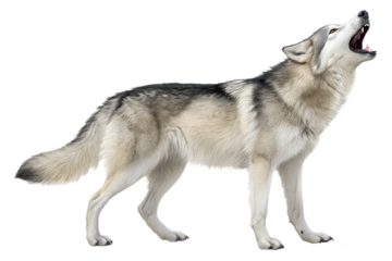 Siberian husky howling with an expressive face. Emotional realistic dog pose isolated on transparent background.
