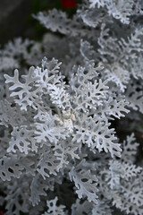 Silvery Foliage of Dusty Miller Plant