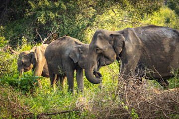 Obraz premium elephants, indian elephants, minneriya national park, minneriya, sri lanka, ceylon, safari, wildlife