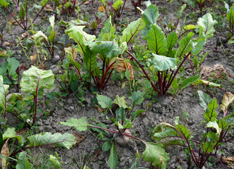 Young Beetroot Plants in Cultivated Garden Soil
