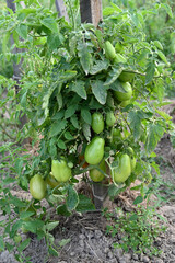 Developing Green Tomatoes on a Supported Vine