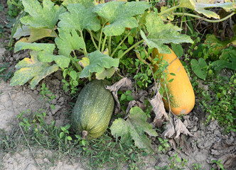 Garden Gourds Ripening on Vine