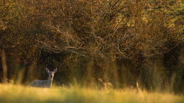 Solitary Red Deer Hind Emerging from Autumn Woodland