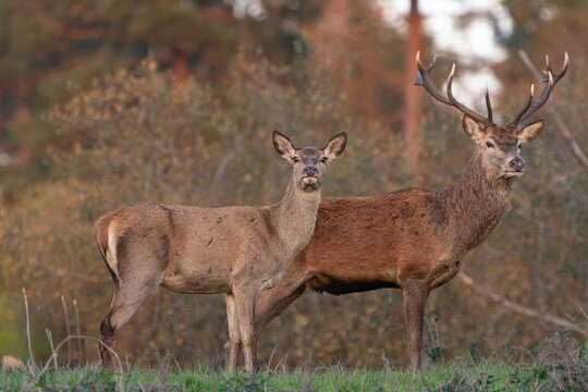 Red Deer Stag and Hind Standing Together in Autumn Meadow
