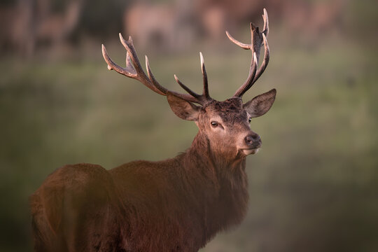 Close-Up Portrait of Majestic Red Deer Stag in Autumn