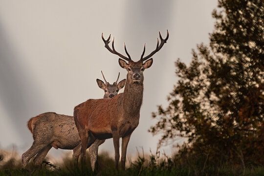 Red Deer Stag Standing on Ridge at Dawn