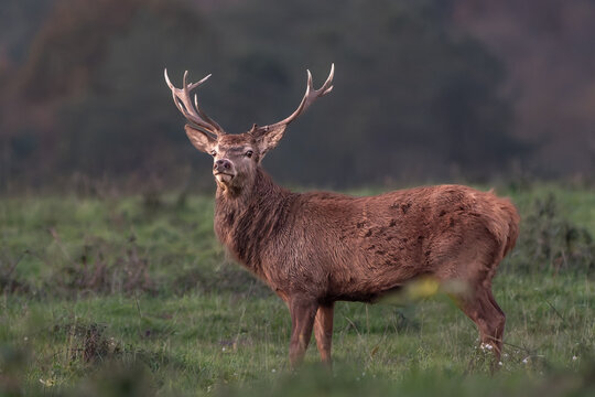 Powerful Red Deer Stag in Autumn Grassland