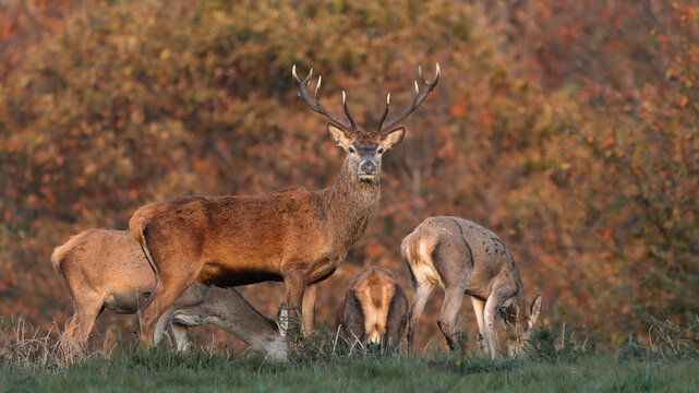 Red Deer Stag with Hinds During Autumn Rut