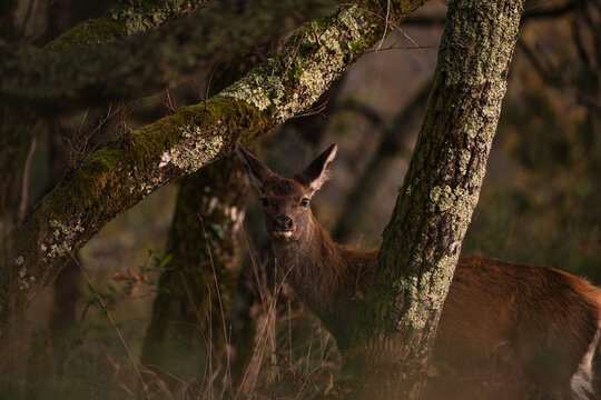 Elusive Red Deer Hind Among Mossy Trees
