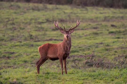Alert Red Deer Stag in Natural Grassland