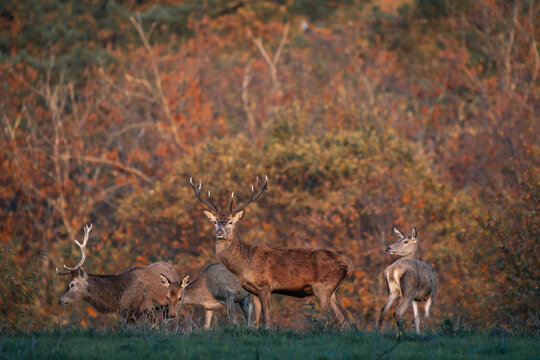 Red Deers Resting at Forest Edge in Autumn Colors