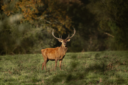Majestic Red Deer Stag in Soft Autumn Light