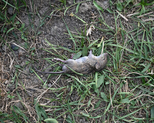 Deceased Rodent in Natural Ground Cover