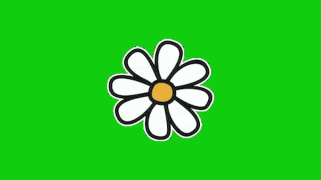 Camomile flower vector illustration on green screen
