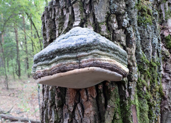 A true tinder fungus on the trunk of a deciduous tree.
This beautiful bracket fungus destroys the tree. It is used in alternative medicine. 
