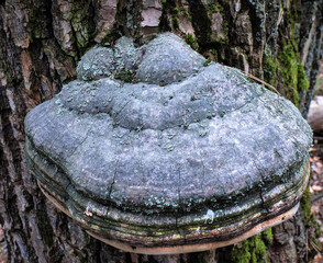 A true tinder fungus on the trunk of a deciduous tree.
This beautiful bracket fungus destroys the tree. It is used in alternative medicine. 

