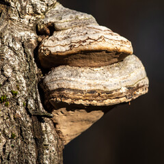 Polypore real, deciduous L. This beautiful bracket fungus destroys the tree. It is used in alternative medicine. 