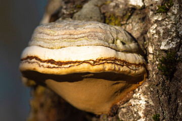 Polypore real, deciduous L. This beautiful bracket fungus destroys the tree. It is used in alternative medicine. 
