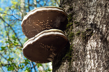 A true tinder fungus on the trunk of a deciduous tree.
This beautiful bracket fungus destroys the tree. It is used in alternative medicine. 
