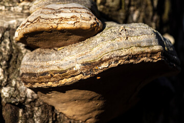 Polypore real, deciduous L. This beautiful bracket fungus destroys the tree. It is used in alternative medicine. 