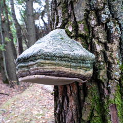 A true tinder fungus on the trunk of a deciduous tree.
This beautiful bracket fungus destroys the tree. It is used in alternative medicine. 
