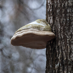 Polypore real, deciduous L. This beautiful bracket fungus destroys the tree. It is used in alternative medicine. 